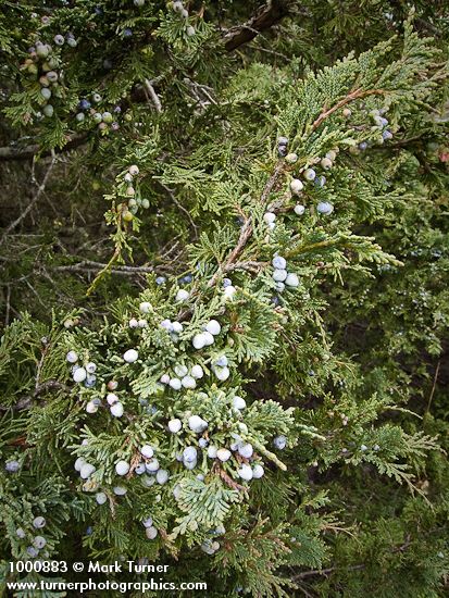 Seaside Juniper berries among foliage