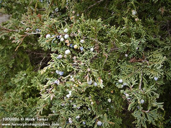 Seaside Juniper berries among foliage