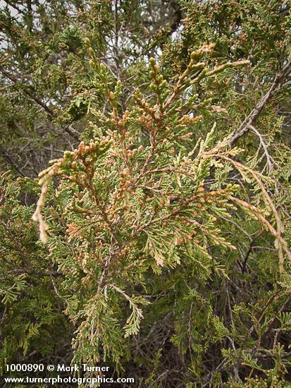 Seaside Juniper previous year's male cones among foliage