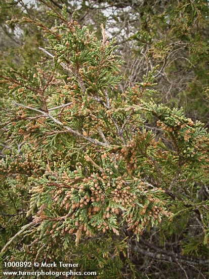 Seaside Juniper previous year's male cones among foliage