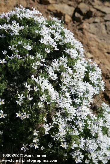Hood's Phlox