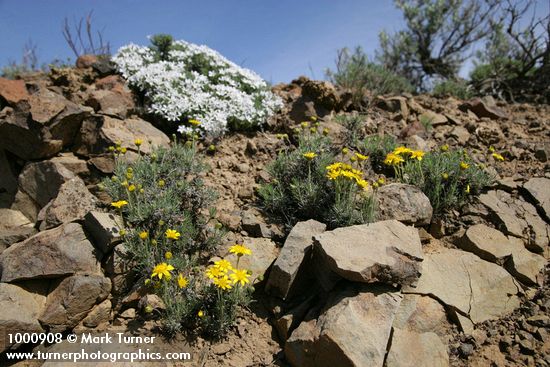 Yellow Desert Daisy w/ Hood's Phlox soft bkgnd