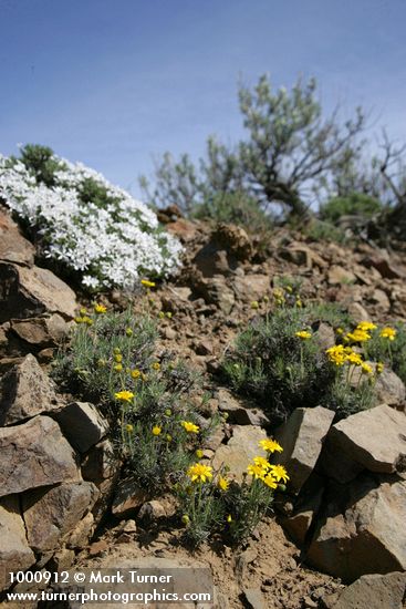 Yellow Desert Daisy w/ Hood's Phlox soft bkgnd