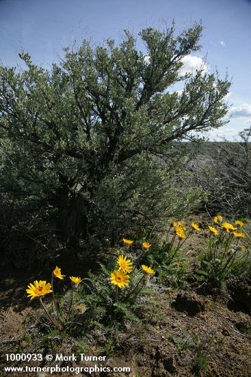 Hooker's Balsamroot at base of Big Sagebrush