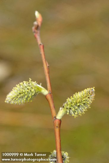 Scouler's Willow female catkins detail