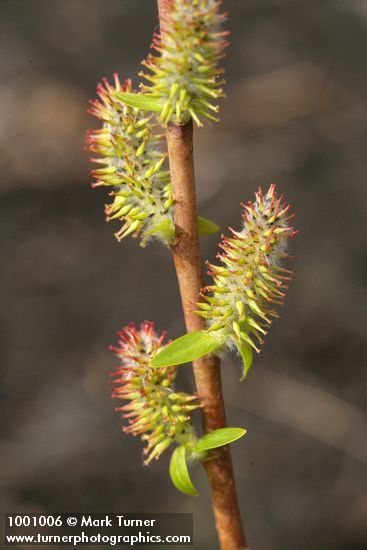 Peachleaf Willow female catkins