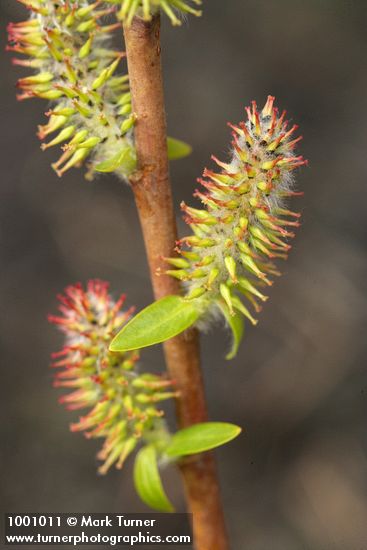 Peachleaf Willow female catkins