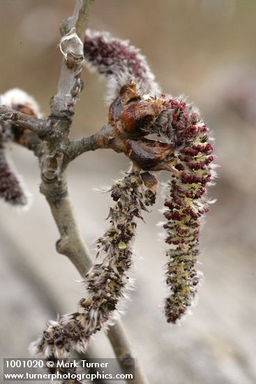 Quaking Aspen male catkins