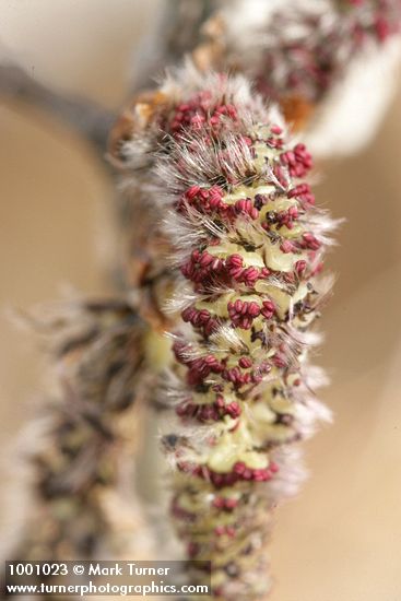 Quaking Aspen male catkin detail