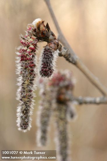 Quaking Aspen male catkins