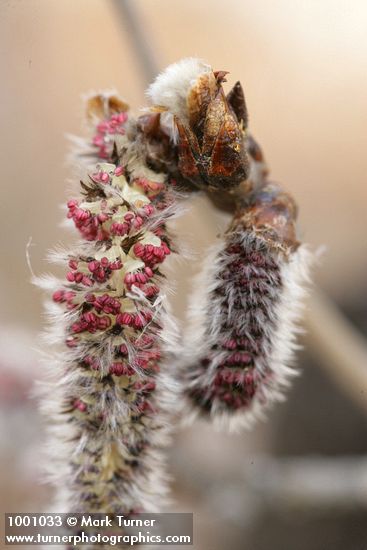 Quaking Aspen male catkin detail