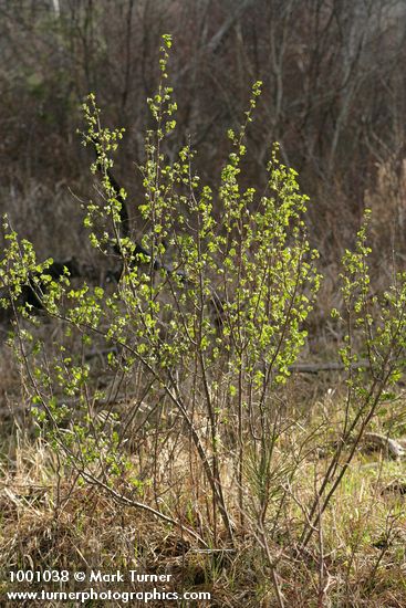 Squaw Currant, backlit