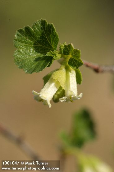 Squaw Currant blossoms & emerging foliage detail