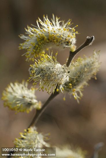 Scouler's Willow male catkins