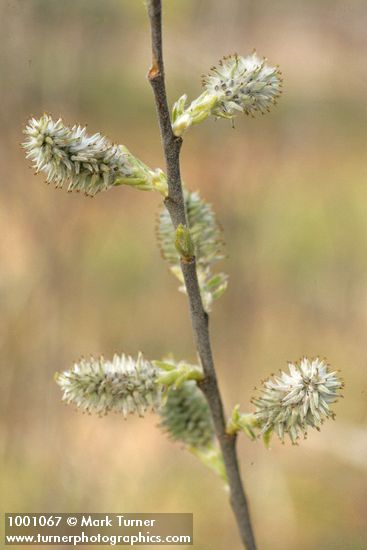 Scouler's Willow female catkins