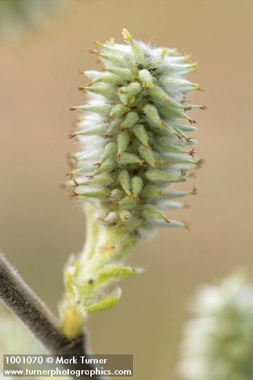 Scouler's Willow female catkin detail