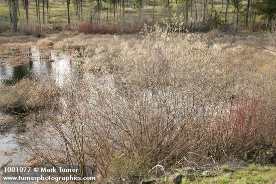 Scouler's Willow male at edge of pond