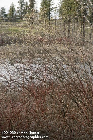 Scouler's Willow female at edge of pond
