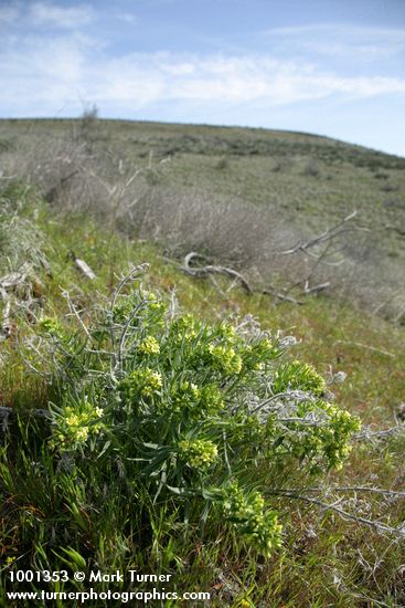 Columbia Puccoon on grassy hillside