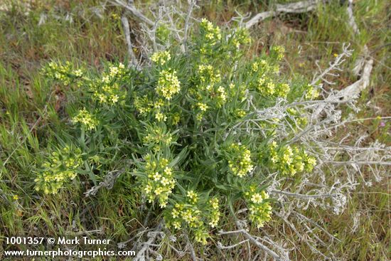 Columbia Puccoon