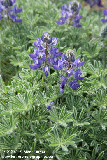 Prairie Lupine blossoms & foliage
