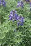 Prairie Lupine blossoms & foliage