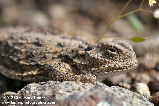 Pygmy Horned Lizard head detail