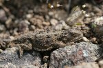 Pygmy Horned Lizard