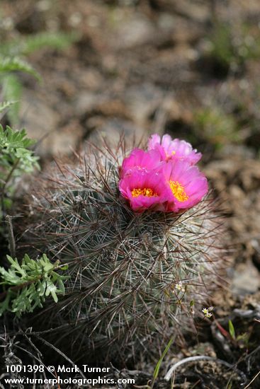 Hedgehog Cactus