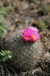 Hedgehog Cactus