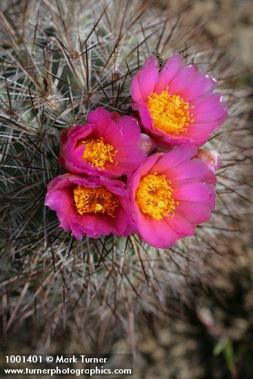 Hedgehog Cactus