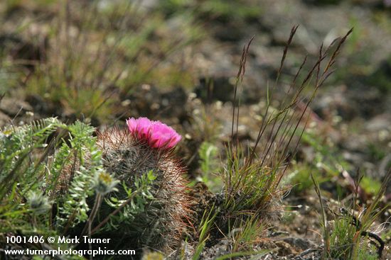 Hedgehog Cactus