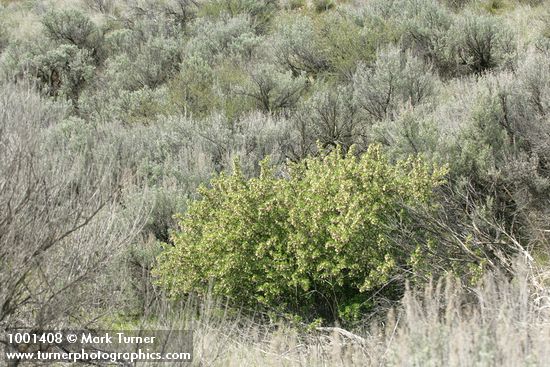 Wax Currant among Sagebrush