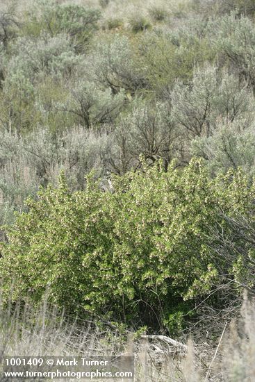 Wax Currant among Sagebrush