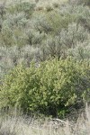 Wax Currant among Sagebrush
