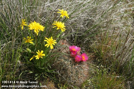 False Agoseris w/ Hedgehog Cactus