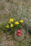 False Agoseris w/ Hedgehog Cactus