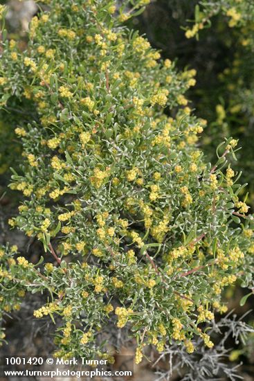 Spiny Hopsage (male)