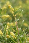 Spiny Hopsage male blossoms & foliage detail