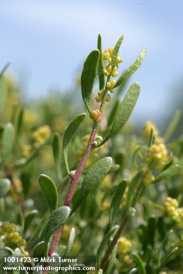 Spiny Hopsage male blossoms & foliage detail