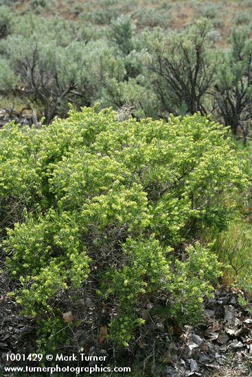 Spiny Hopsage female among Sagebrush