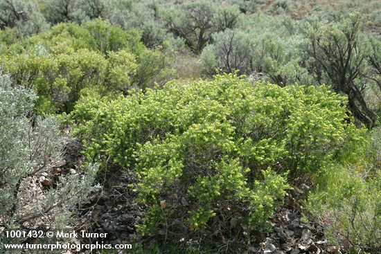 Spiny Hopsage female among Sagebrush