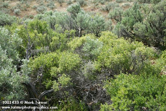 Spiny Hopsage male (fgnd) & female among Sagebrush