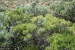 Spiny Hopsage male (fgnd) & female among Sagebrush