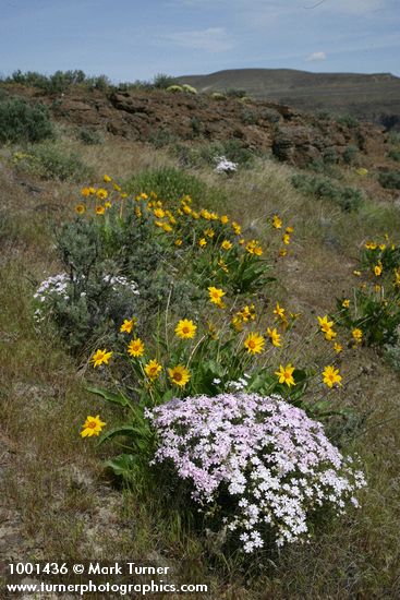 Showy Phlox & Carey's Balsamroot