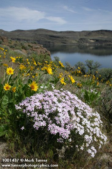 Showy Phlox & Carey's Balsamroot w/ Wanapum Reservoir on Columbia River bkgnd