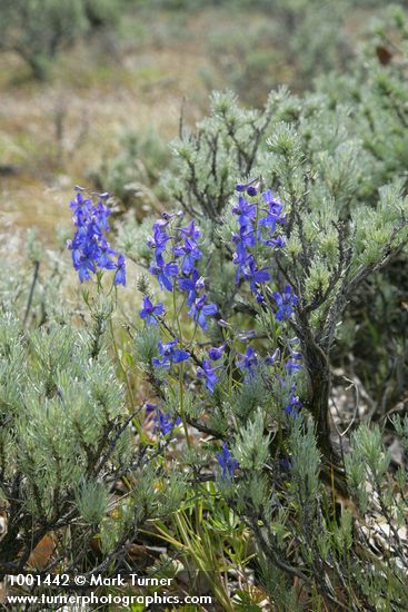 Upland Larkspur among Stiff Sagebrush
