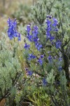 Upland Larkspur among Stiff Sagebrush