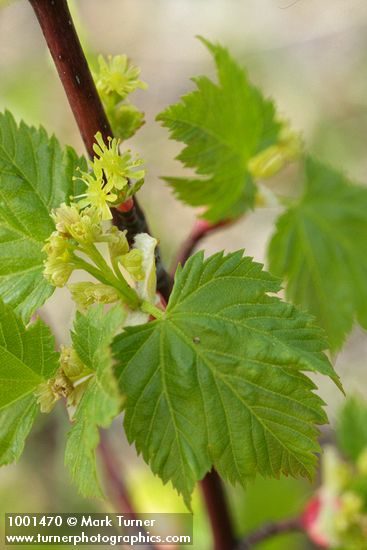 Douglas Maple blossoms & young foliage detail