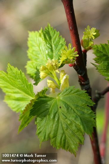 Douglas Maple blossoms & young foliage detail